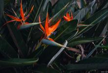 鹤望兰黄叶的原因和处理办法