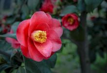 山茶花，樱花洋牡丹花语是什么，可以送给什么人