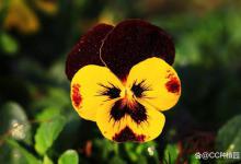 蝴蝶花烂根怎么办？怎么解决？