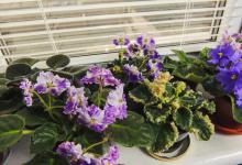 非洲堇的花语和寓意，有什么传说故事