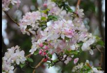 阳台如何养西府海棠，需要注意什么