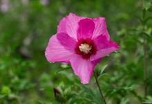 木槿花冬天在室外能过冬吗