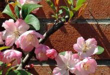 海棠花叶子枯萎怎么办