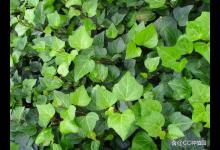 常春藤干叶子是怎么回事？