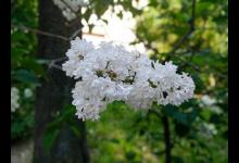 丁香花繁殖方法有哪些，丁香花好养吗？怎么种植