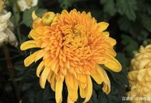 菊花种植方法有哪些，需要注意的是三点