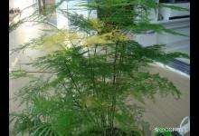 文竹是室内还是室外养，叶子发黄怎么挽救