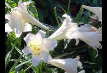 如何修剪百合花？一文教你轻松搞定！