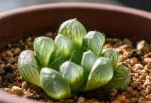 冰灯玉露烂根怎么办