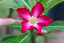 沙漠玫瑰烂根了怎么处理