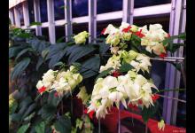 龙吐珠的花期是什么时候