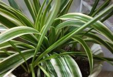 银边吊兰烂根怎么办