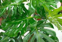 春羽养护小技巧，让你的春羽更加旺盛！