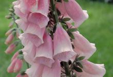 长筒花的养殖方法，鳞茎怎么种