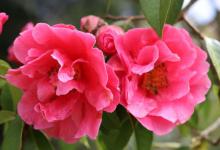 令人惊奇的茶花，开的花也是非常美