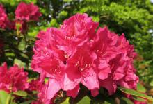 杜鹃花出现黄叶干叶落叶怎么解决