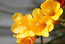 香雪兰的花语和寓意，有什么传说故事