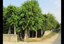 细叶榕的养殖方法和注意事项