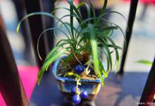 吊兰叶尖干枯什么原因