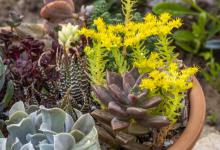 多肉喜欢阳光吗？