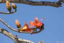 路边种植的木棉花属于风景棉吗？有什么寓意