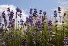 薰衣草种子的种植方法及时间