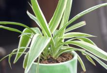 吊兰的养殖方法和注意事项