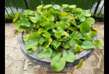 碗莲烂根是什么原因？怎么解决？