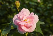 芙蓉花叶子边缘黑干枯可能是这4个原因引起的