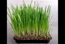 韭菜叶子发黄枯萎怎么办？5种方法让你的韭菜重新焕发生机