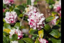 瑞香怎么防止烂根烂心