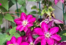 铁线莲烂根怎么办