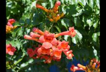 凌霄花和牵牛花的区别