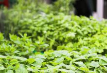 薄荷和猫薄荷的区别是什么