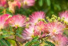 阳台如何养合欢花，需要注意什么