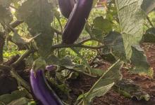 茄子落花不坐果原因有哪些？