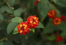 5个养马缨丹的小技巧，让你的植物更加健康美丽！