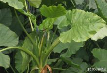 滴水观音干叶子是怎么回事？