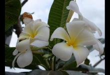 鸡蛋花什么时候开花 花期有多长