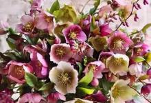 铁筷子的养殖方法和注意事项