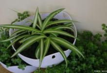 吊兰干叶子是怎么回事