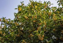 桂花树是什么植物