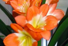 君子兰一般几月开花，能开多长时间