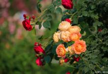 为什么用磷酸二氢钾给月季催花效果不好