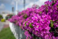 三角梅冬天开花吗，开花后怎样管理