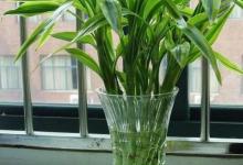 富贵竹多久换一次水