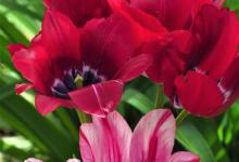 朱顶红花的花语和寓意是什么