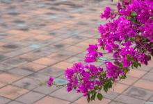 三角梅什么时候开花