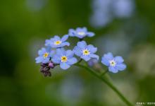 勿忘我种植注意点有4点，勿忘我的花语和寓意是什么