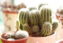 仙人球怎么种植才能开花，为什么还有那么多人不知道